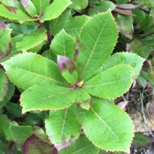 Arbutus unedo at Downer, ACT - 29 Aug 2021