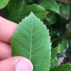 Arbutus unedo at Downer, ACT - 29 Aug 2021