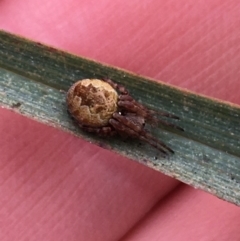 Araneus hamiltoni (Hamilton's Orb Weaver) at Black Mountain - 29 Aug 2021 by Ned_Johnston