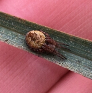 Araneus hamiltoni at Downer, ACT - 29 Aug 2021