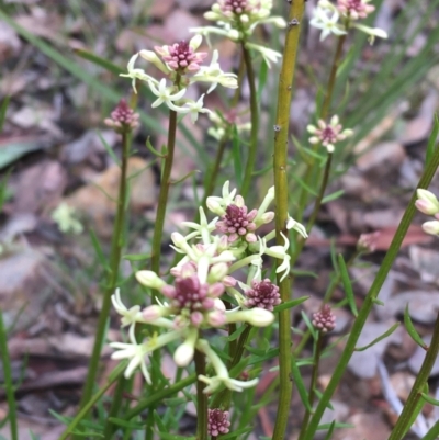 Stackhousia monogyna (Creamy Candles) at Downer, ACT - 29 Aug 2021 by Ned_Johnston