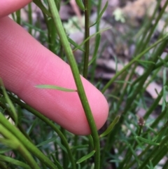 Stackhousia monogyna at Downer, ACT - 29 Aug 2021 10:16 AM