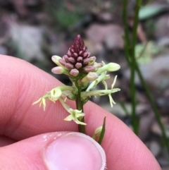 Stackhousia monogyna at Downer, ACT - 29 Aug 2021 10:16 AM