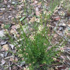 Stackhousia monogyna at Downer, ACT - 29 Aug 2021