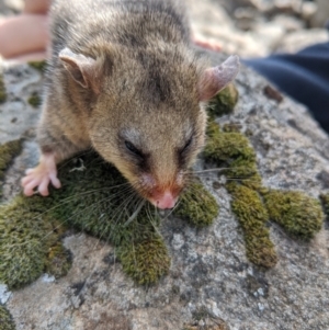 Burramys parvus at Mount Buller, VIC - 15 Nov 2019