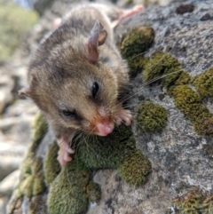 Burramys parvus at Mount Buller, VIC - suppressed