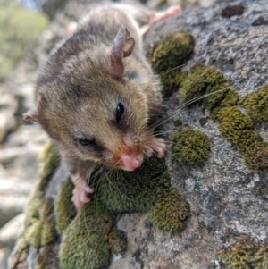 Burramys parvus at Mount Buller, VIC - 15 Nov 2019