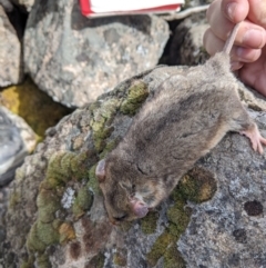 Burramys parvus at Mount Buller, VIC - 15 Nov 2019