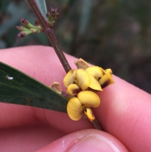 Daviesia mimosoides at Downer, ACT - 29 Aug 2021 10:16 AM