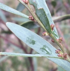 Daviesia mimosoides at Downer, ACT - 29 Aug 2021