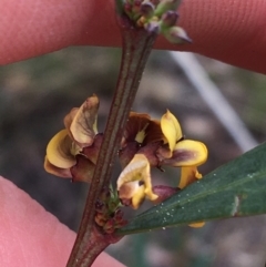 Daviesia mimosoides at Downer, ACT - 29 Aug 2021