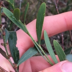 Daviesia mimosoides at Downer, ACT - 29 Aug 2021