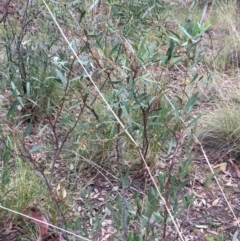 Daviesia mimosoides at Downer, ACT - 29 Aug 2021