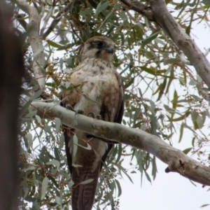 Falco berigora at Majura, ACT - 29 Aug 2021