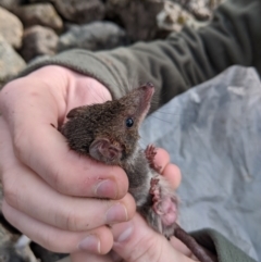 Antechinus mimetes mimetes (Dusky Antechinus) at Mount Buller, VIC - 15 Nov 2019 by Darcy