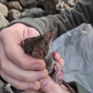 Antechinus mimetes mimetes at Mount Buller, VIC - 15 Nov 2019