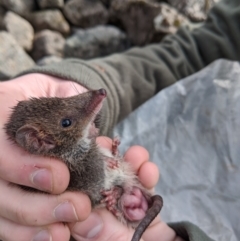 Antechinus mimetes mimetes at Mount Buller, VIC - 15 Nov 2019