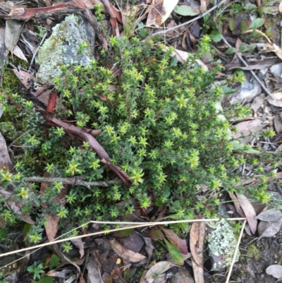 Pultenaea procumbens (Bush Pea) at Black Mountain - 29 Aug 2021 by Ned_Johnston