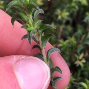 Pultenaea procumbens at Downer, ACT - 29 Aug 2021