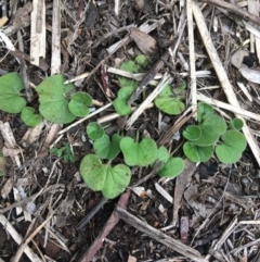 Dichondra repens (Kidney Weed) at Downer, ACT - 29 Aug 2021 by NedJohnston