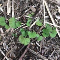 Dichondra repens (Kidney Weed) at Downer, ACT - 29 Aug 2021 by Ned_Johnston