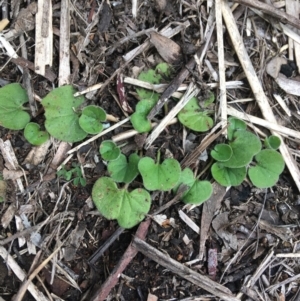 Dichondra repens at Downer, ACT - 29 Aug 2021 10:23 AM