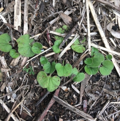 Dichondra repens (Kidney Weed) at Black Mountain - 29 Aug 2021 by Ned_Johnston