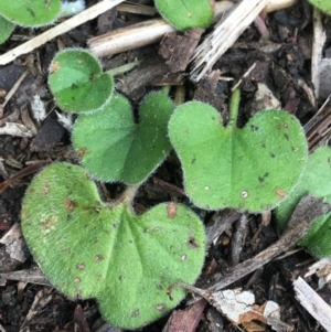 Dichondra repens at Downer, ACT - 29 Aug 2021 10:23 AM