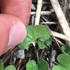 Dichondra repens at Downer, ACT - 29 Aug 2021 10:23 AM