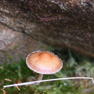 Unidentified Cap on a stem; gills below cap [mushrooms or mushroom-like] at Black Mountain - 29 Aug 2021 by NedJohnston