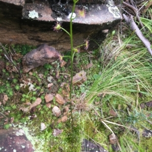 Drosera sp. at Downer, ACT - 29 Aug 2021