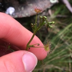 Drosera sp. at Downer, ACT - 29 Aug 2021