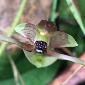 Chiloglottis trapeziformis at Downer, ACT - 29 Aug 2021