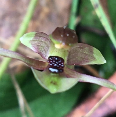 Chiloglottis trapeziformis (Diamond Ant Orchid) at Black Mountain - 29 Aug 2021 by Ned_Johnston