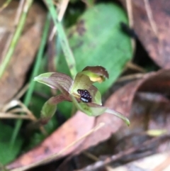 Chiloglottis trapeziformis at Downer, ACT - 29 Aug 2021