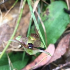 Chiloglottis trapeziformis at Downer, ACT - 29 Aug 2021