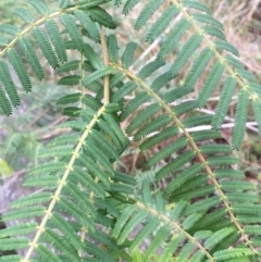 Acacia cardiophylla (Wyalong Wattle) at Black Mountain - 29 Aug 2021 by Ned_Johnston