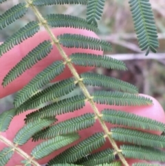 Acacia cardiophylla at Downer, ACT - 29 Aug 2021