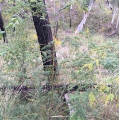 Acacia cardiophylla at Downer, ACT - 29 Aug 2021 10:39 AM