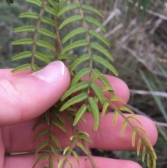 Acacia cardiophylla at Downer, ACT - 29 Aug 2021