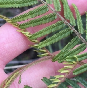 Acacia cardiophylla at Downer, ACT - 29 Aug 2021