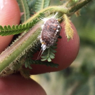 Monophlebulus sp. (genus) (Giant Snowball Mealybug) at Black Mountain - 29 Aug 2021 by Ned_Johnston