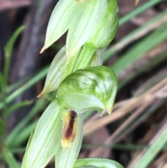 Bunochilus umbrinus (Broad-sepaled Leafy Greenhood) at Black Mountain - 29 Aug 2021 by Ned_Johnston