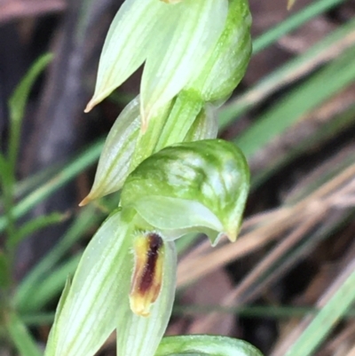 Bunochilus umbrinus (Broad-sepaled Leafy Greenhood) at Downer, ACT - 29 Aug 2021 by Ned_Johnston