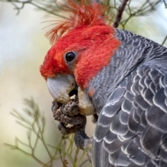 Callocephalon fimbriatum (Gang-gang Cockatoo) at Penrose - 11 Nov 2018 by Aussiegall