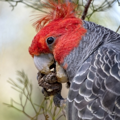 Callocephalon fimbriatum (Gang-gang Cockatoo) at Penrose, NSW - 11 Nov 2018 by Aussiegall