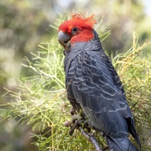 Callocephalon fimbriatum at Penrose, NSW - suppressed