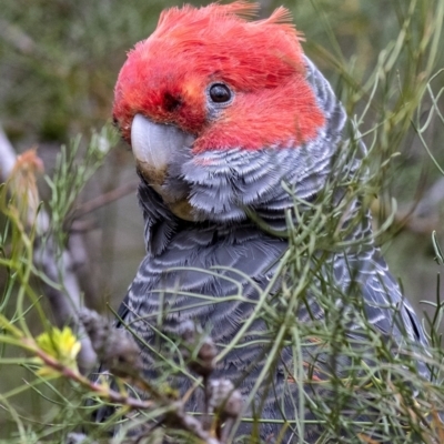Callocephalon fimbriatum (Gang-gang Cockatoo) at Penrose, NSW - 5 Dec 2018 by Aussiegall