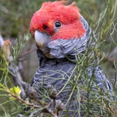 Callocephalon fimbriatum (Gang-gang Cockatoo) at Penrose - 6 Dec 2018 by Aussiegall