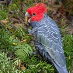 Callocephalon fimbriatum (Gang-gang Cockatoo) at Penrose - 22 Jun 2017 by Aussiegall